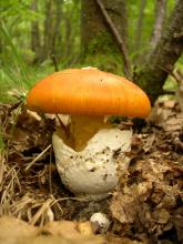 Amanita caesarea Volve