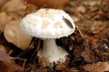 Amanita citrina var alba