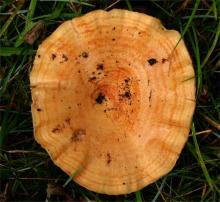 Lactarius zonarius